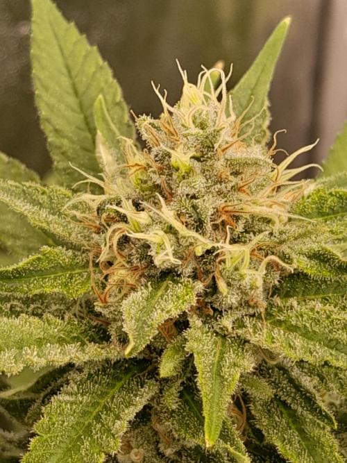 Zamnesia scrog. Week 13