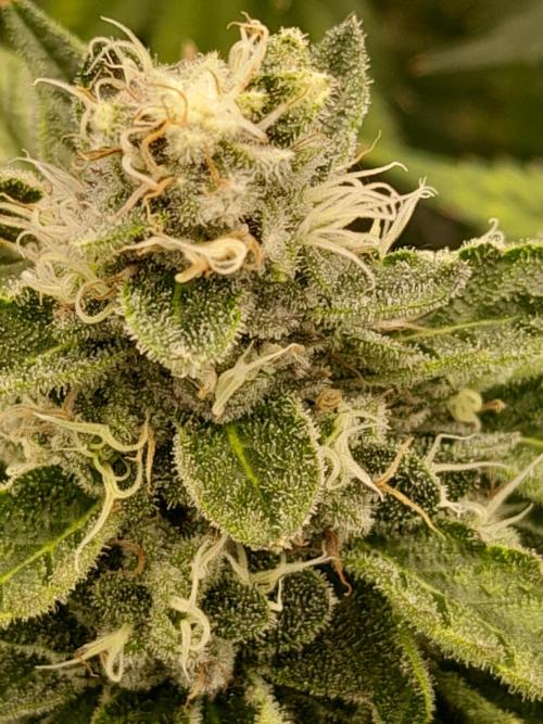 Zamnesia scrog. Week 13