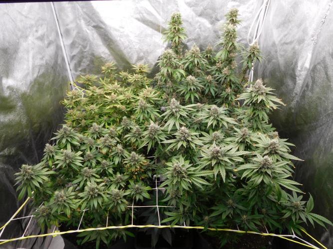 Zamnesia scrog. Week 14