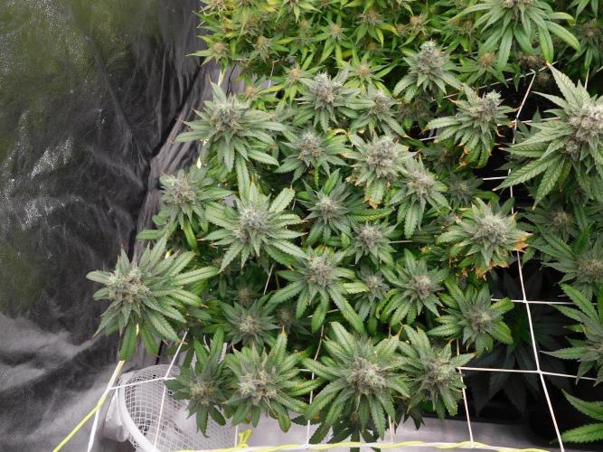 Zamnesia scrog. Week 14 - Banana