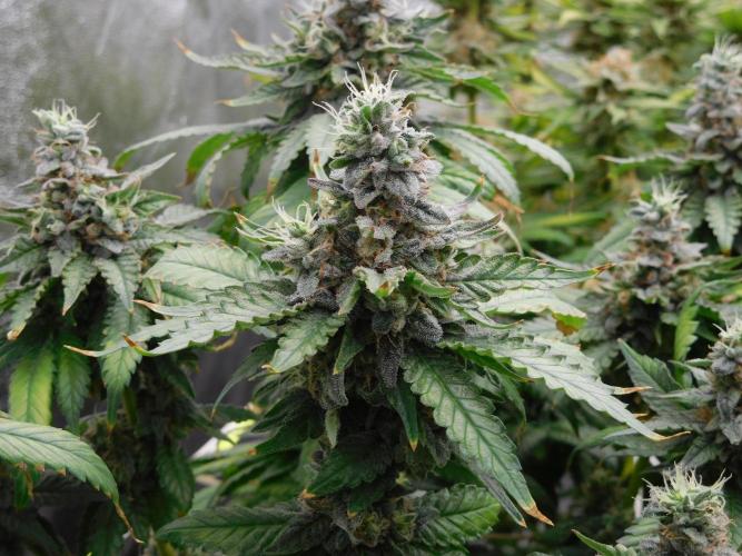 Zamnesia scrog. Week 14 - Banana