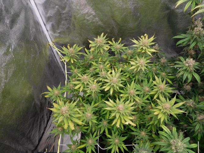 Zamnesia scrog. Week 14 - A H