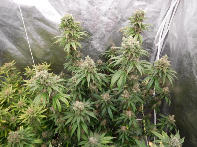 Zamnesia scrog. Week 14 - ACE