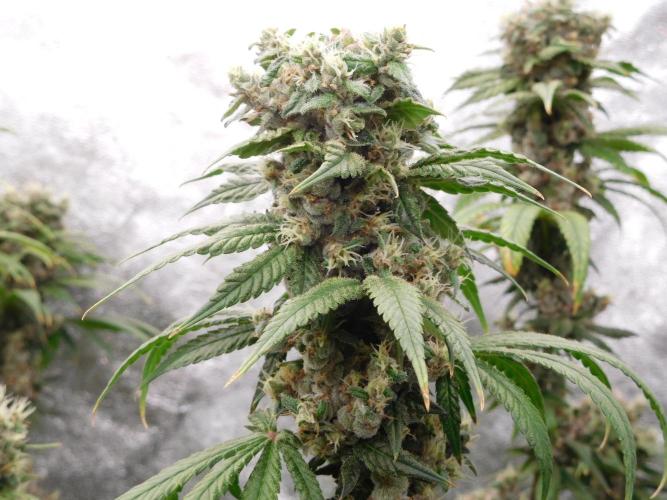 Zamnesia scrog. Week 14 - ACE