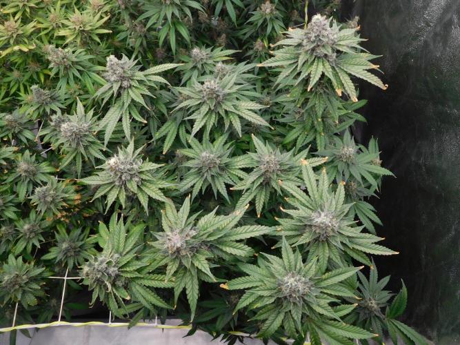 Zamnesia scrog. Week 14 - WW