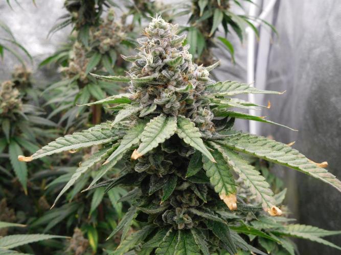 Zamnesia scrog. Week 14 - WW