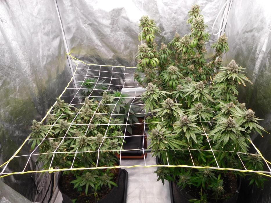 Zamnesia scrog. Week 15