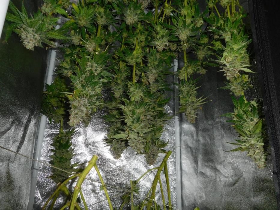 Zamnesia scrog. Week 16