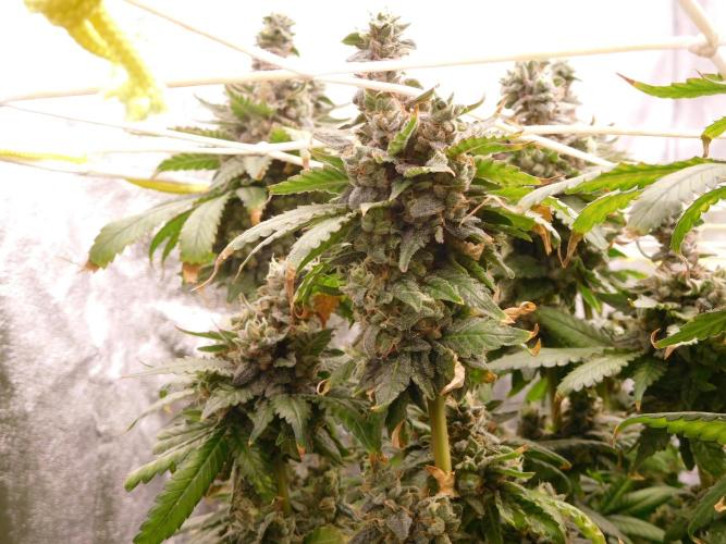 Zamnesia scrog. Week 16