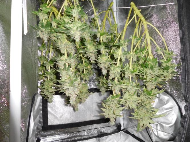 Zamnesia scrog. Week 16