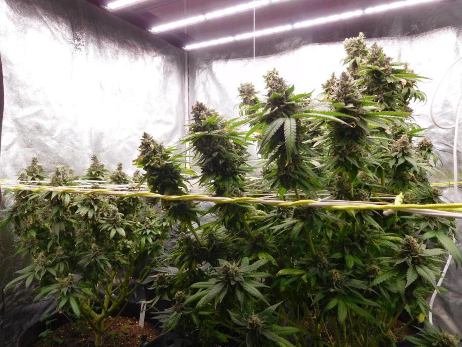 Zamnesia scrog. Week 16