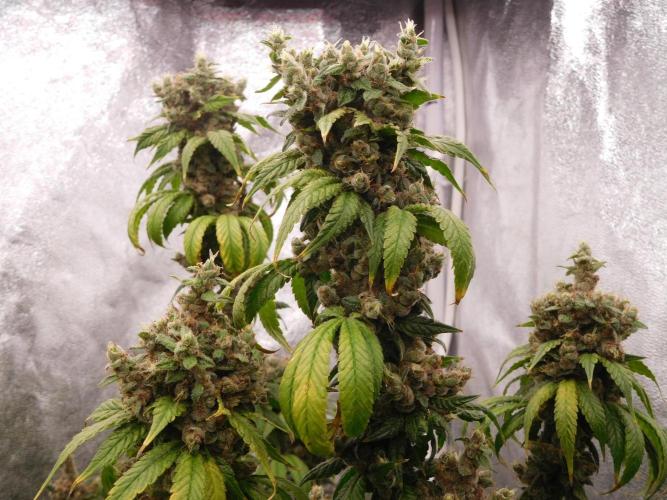 Zamnesia scrog. Week 17
