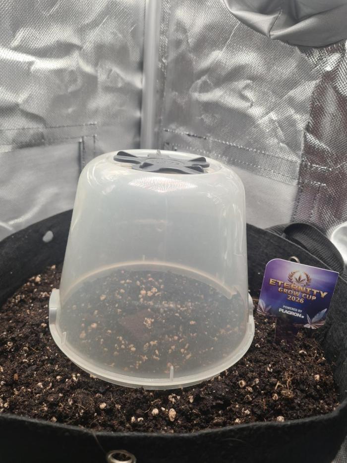 sticky Broccoli Auto Eternity Grow 2026. Week 0 - Went into the Soil on 3.3.26 with a bit of Root showing.