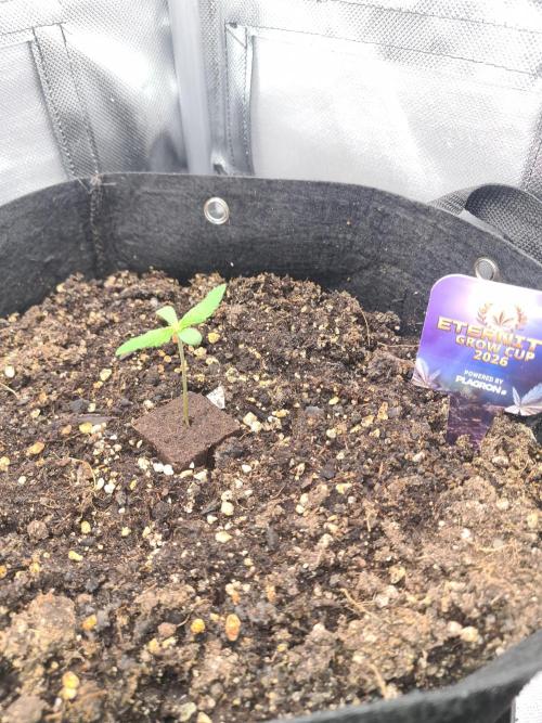 sticky Broccoli Auto Eternity Grow 2026. Week 1