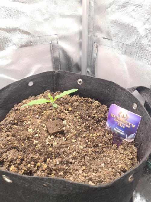 sticky Broccoli Auto Eternity Grow 2026. Week 1