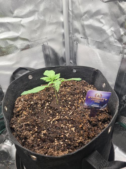 sticky Broccoli Auto Eternity Grow 2026. Week 2