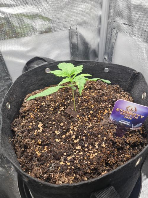 sticky Broccoli Auto Eternity Grow 2026. Week 2