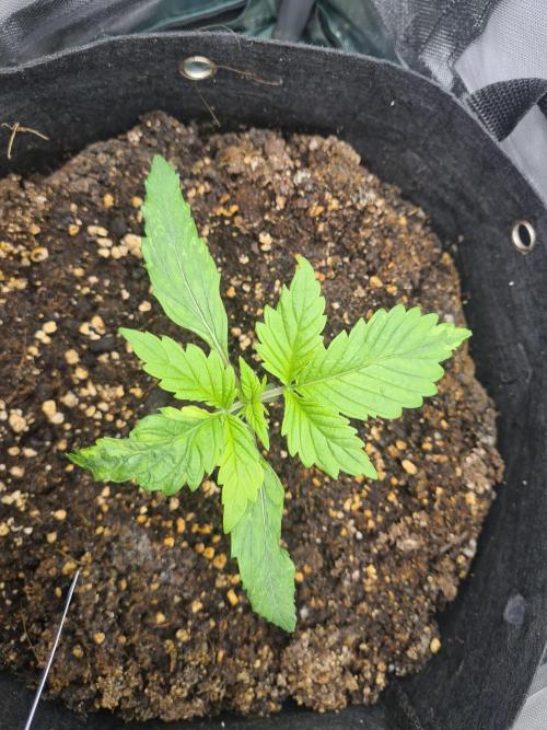 sticky Broccoli Auto Eternity Grow 2026. Week 2 - She did not like the Ventilationhole on her side.