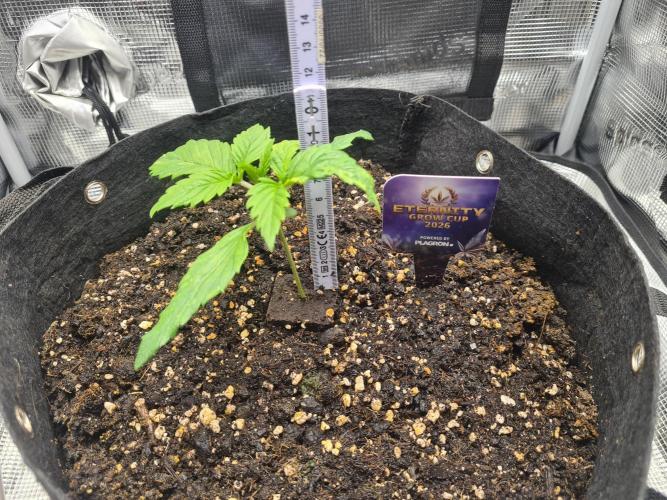 sticky Broccoli Auto Eternity Grow 2026. Week 2