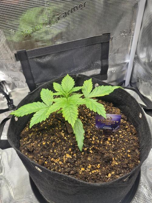 sticky Broccoli Auto Eternity Grow 2026. Week 3