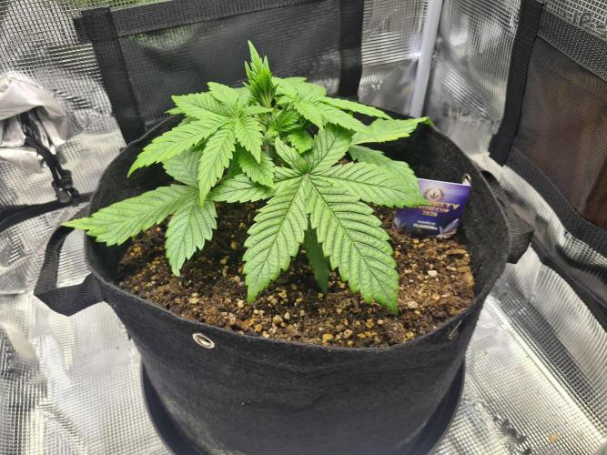 sticky Broccoli Auto Eternity Grow 2026. Week 3