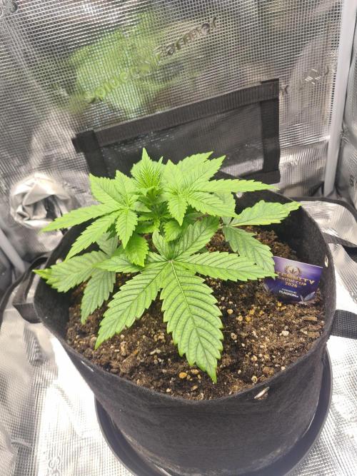 sticky Broccoli Auto Eternity Grow 2026. Week 3