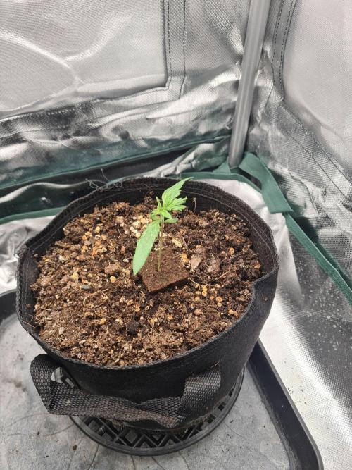 sticky Broccoli Auto Eternity Grow 2026. Week 3 - Her Sister, was handeled the same, but took 5 Days to crack the Seedhull.