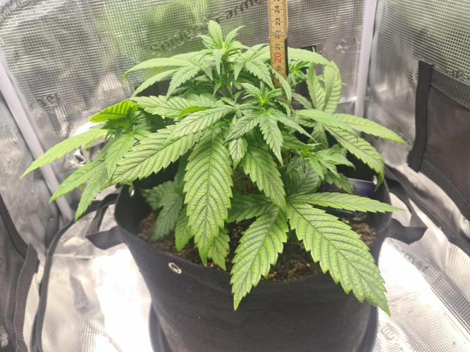 sticky Broccoli Auto Eternity Grow 2026. Week 4