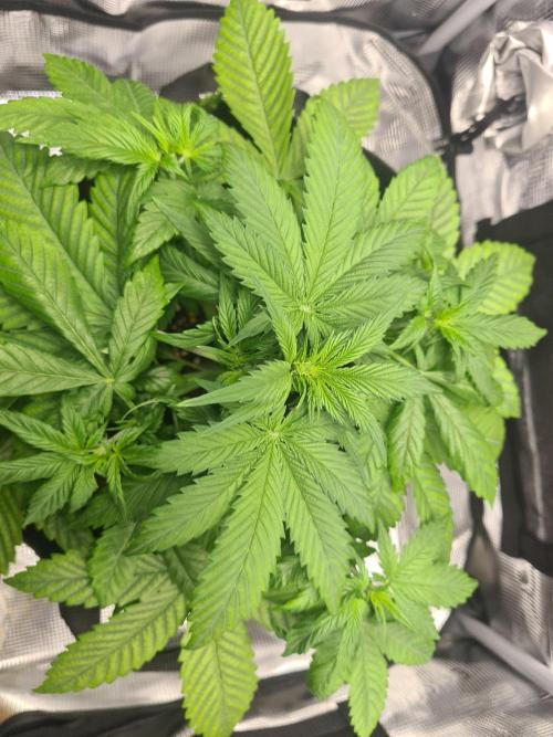 sticky Broccoli Auto Eternity Grow 2026. Week 4