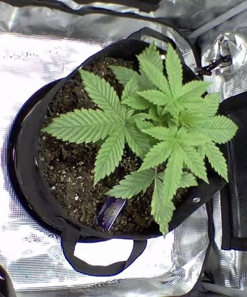 sticky Broccoli Auto Eternity Grow 2026. Week 4
