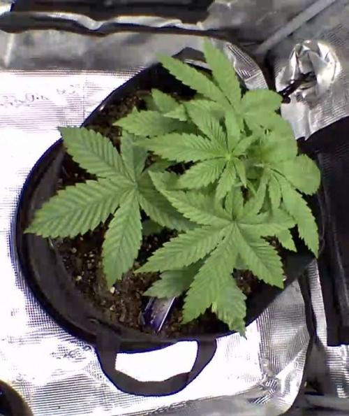 sticky Broccoli Auto Eternity Grow 2026. Week 4