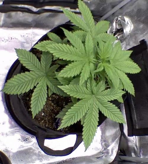 sticky Broccoli Auto Eternity Grow 2026. Week 4