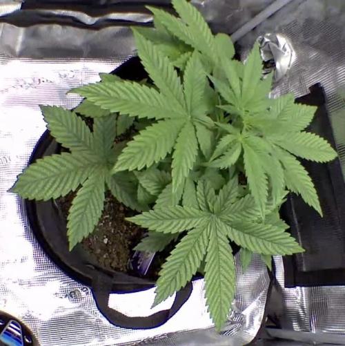 sticky Broccoli Auto Eternity Grow 2026. Week 4