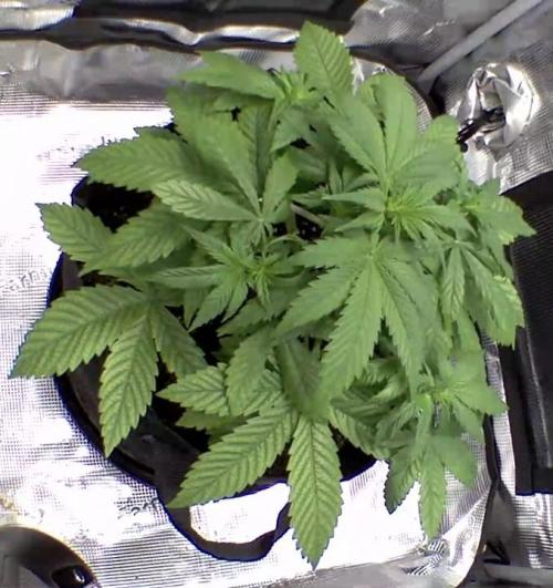 sticky Broccoli Auto Eternity Grow 2026. Week 4