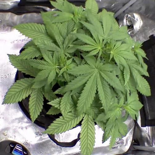 sticky Broccoli Auto Eternity Grow 2026. Week 4