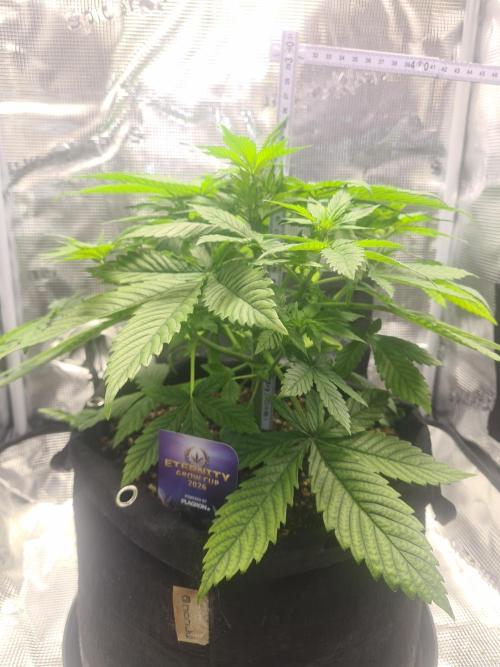 sticky Broccoli Auto Eternity Grow 2026. Week 5