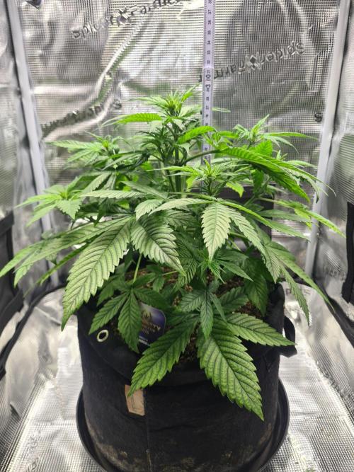 sticky Broccoli Auto Eternity Grow 2026. Week 5 - Beginning to stretch