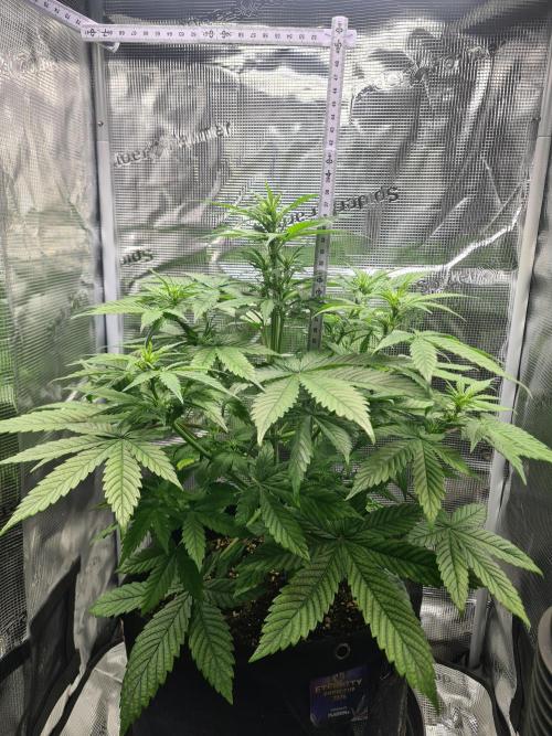 sticky Broccoli Auto Eternity Grow 2026. Week 5