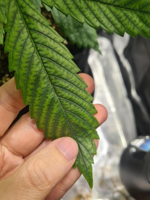 sticky Broccoli Auto Eternity Grow 2026. Week 5 - Lower Leaf