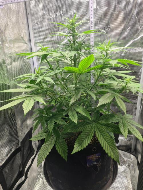 sticky Broccoli Auto Eternity Grow 2026. Week 5