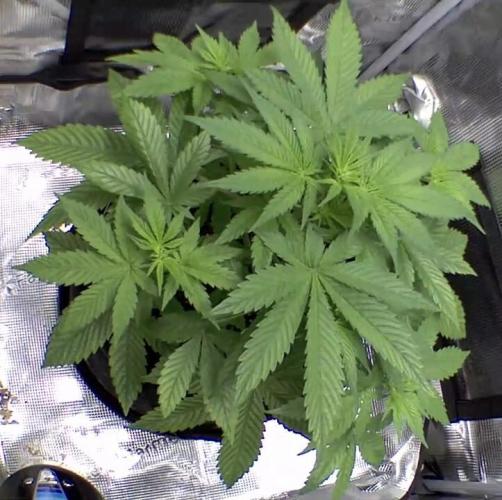 sticky Broccoli Auto Eternity Grow 2026. Week 5