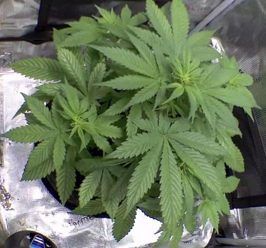 sticky Broccoli Auto Eternity Grow 2026. Week 5