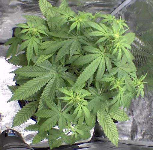 sticky Broccoli Auto Eternity Grow 2026. Week 5