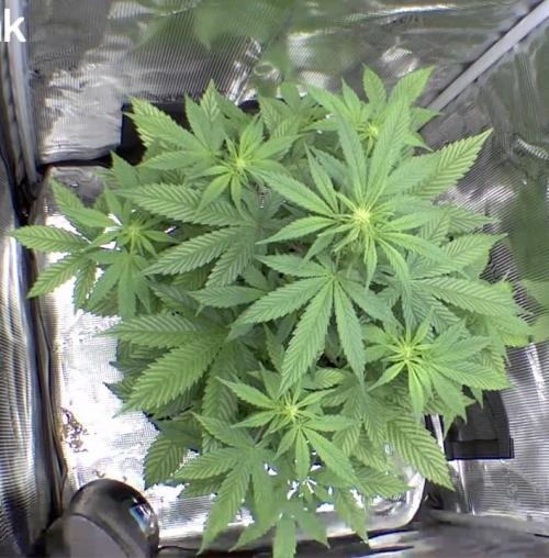 sticky Broccoli Auto Eternity Grow 2026. Week 5