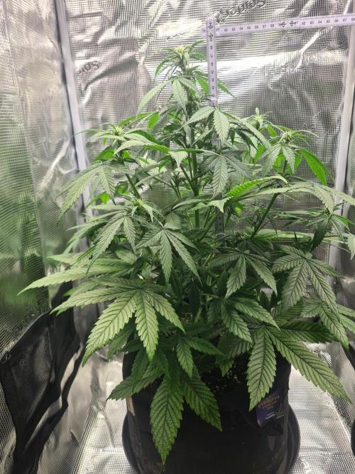 sticky Broccoli Auto Eternity Grow 2026. Week 6