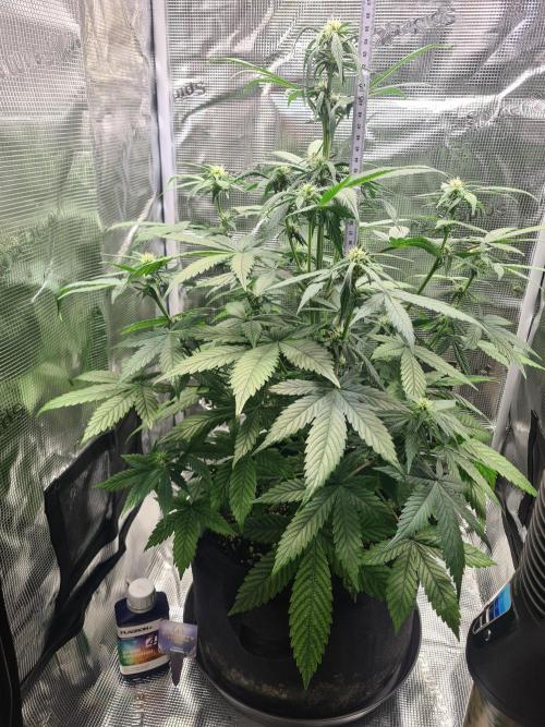 sticky Broccoli Auto Eternity Grow 2026. Week 6
