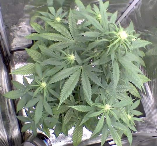 sticky Broccoli Auto Eternity Grow 2026. Week 6