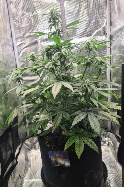 sticky Broccoli Auto Eternity Grow 2026. Week 6