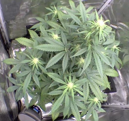 sticky Broccoli Auto Eternity Grow 2026. Week 6