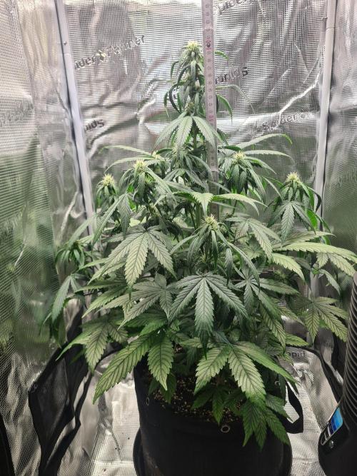 sticky Broccoli Auto Eternity Grow 2026. Week 7